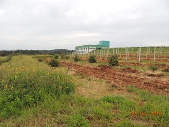 Imagem mostra plantas cultivadas no pomar do Campus Laranjeiras do Sul. Ao fundo do pomar pode ser observada parte da estrutura do Bloco Docente/Administrativo do Campus.