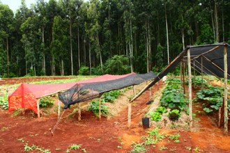 Foto mostra canteiros onde são plantadas hortaliças. Os canteiros estão cobertos com malhas de sombreamento.