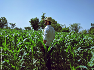 Fotografia mostra um homem, em pé, no meio de uma lavoura de milho.