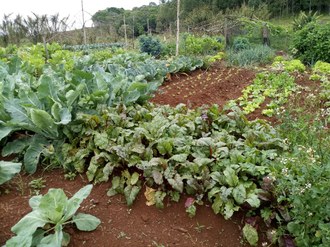 Foto mostra uma horta na qual são cultivados diversas variedades de hortaliças.