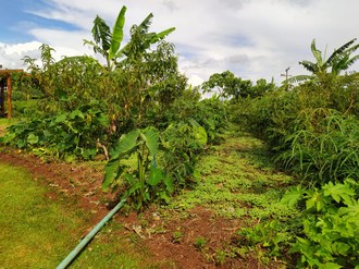 Imagem mostra uma pequena parte da área demonstrativa de sistemas agroflorestais na Vitrine Tecnológica de Agroecologia. A foto mostra parte do espaço onde são cultivadas bananas, pêssegos, inhame, mandioca, entre outras.