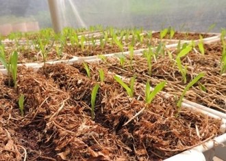 Na imagem alguns plantas de milho em fase de desenvolvimento inicial, em bandejas na casa de vegetação