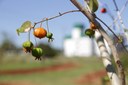 07112022 - Foram plantadas cerca de 50 mudas, entre as espécies estão cultivares frutíferos de cítricos e nativas da Mata Atlântica