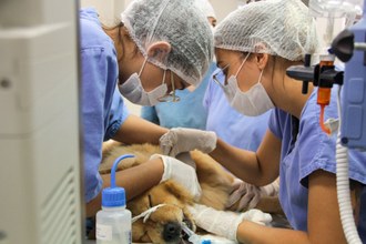 Animal em mesa de cirurgia. Duas pessoas verificam o estado de saúde do animal.